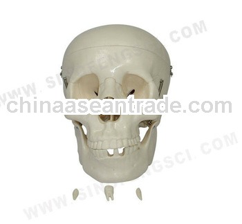 SF-104 Skeleton Models