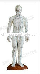 SF-503 Acupuncture Model 50CM Male