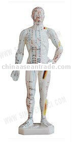SF-506 Acupuncture Model 26CM