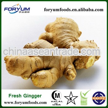 Shandong Fresh Ginger