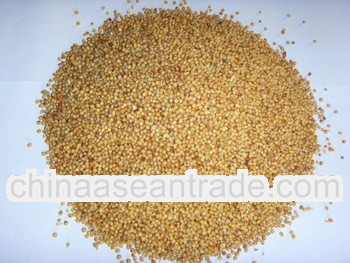 South Region Main Hybrid Pennisetum Grass Energy Plant Seed