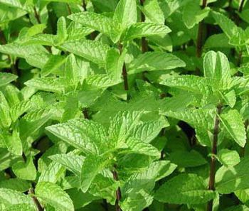 Spearmint Oil
