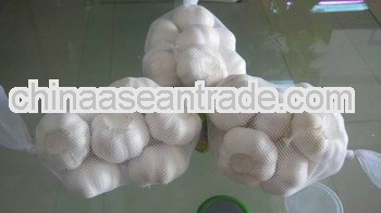 Super Quality Fresh Garlic