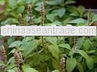 Supply Coleus Forskohlin extract forskohlin