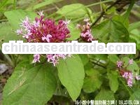 Tea saponin,pharmaceutical grade and food grade