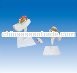 Three-dimensional anatomy model of inner vesicle and basal ganglia