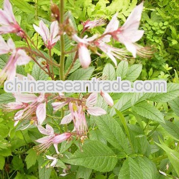 Top Quality Dictamnine with Best Price