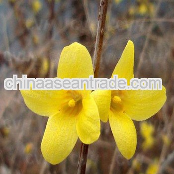 Top Quality Farsythia Fructus P.E