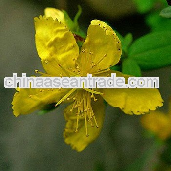 Top Quality St.John's Wort Extract