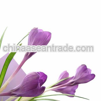 Top Quality Viola tricolor extract