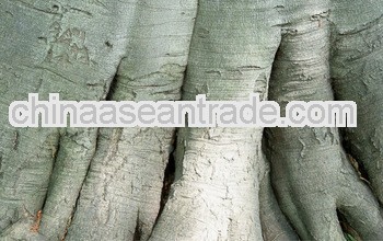 Top quality white willow bark P.E.
