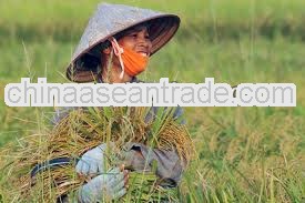 VIETNAM ORGANIC RICE