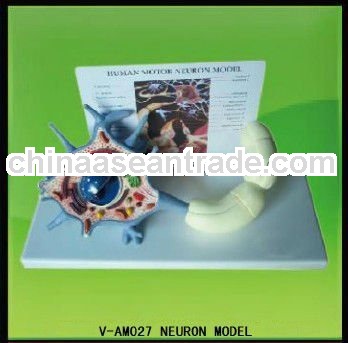 V-AM027 Neuron Model