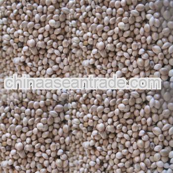 White proso millet