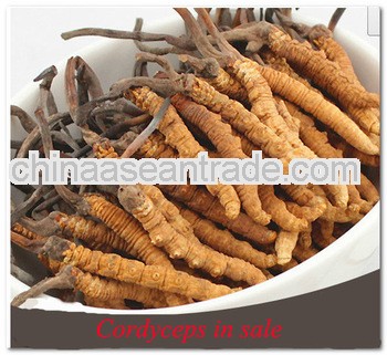 Wild Dried Tibet Cordyceps Sinensis Good Price--No broken