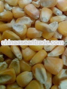 Yellow Maize For Madagascar