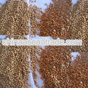 Yellow Proso millet
