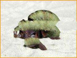 Coenobita violascens