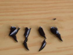 Organic Body Jewelry