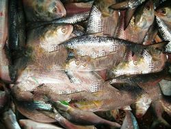Hilsa