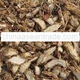 Kaempferia Galanga L.(Sand Ginger)