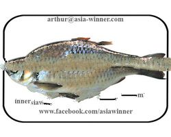 SHOR PUTI GG - Puntius sarana