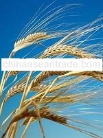 Organic Activated Barley