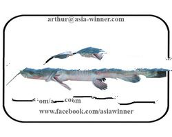 GANG AYER FISH - Mystus gulio