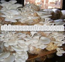 Organic Mushroom (Ganoderma, Oyster) Fresh/Dried