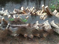 teak root