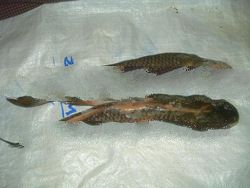 frozen Rohu,fish