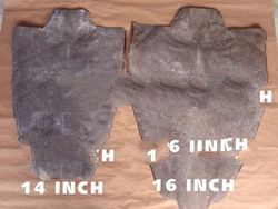 14 And 16 Female Stingray Skins Exotic Leather