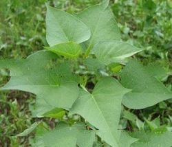 Organic Sweet Potato Leaf