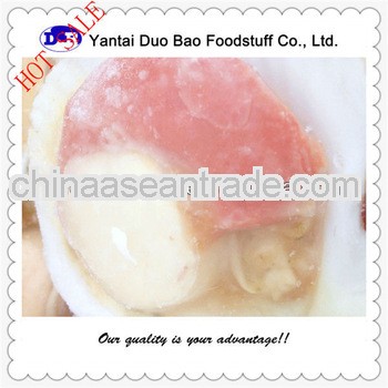 argopecten irradians scallop