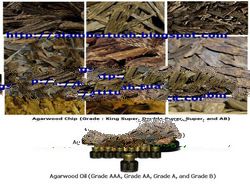 Agarwood Chip and Agarwood Oil