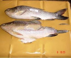 Frozen Rohu Fish