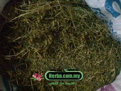 Phyllanthus niruri - dukung anak