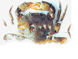 Mud crab