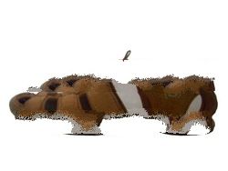 Brown Leather Casual Shoes