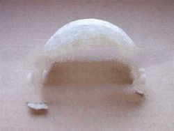 Cleaned Bird House Nest