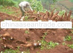 GIANT CASSAVA SEEDS II