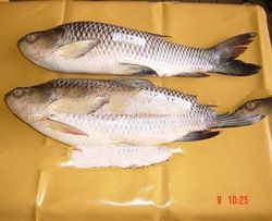 Fresh Frozen Fish Rohu