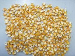 Yellow Corn (Maize)