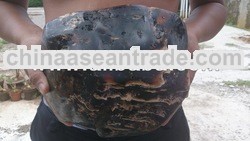 Big Copal Amber
