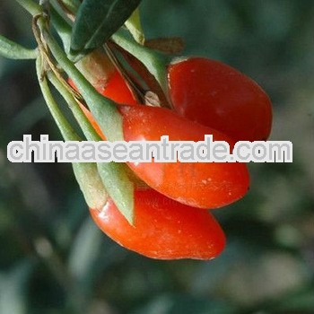 bacche+di+goji+biologica+certificata 100% natural high Quantity 2013 new crop medlar/LYCIUM BARBARUM