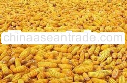 Yellow corn for human consumption