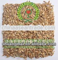 barley malt for beer production