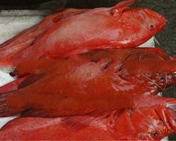 FRESH REDCAT OR FROZEN