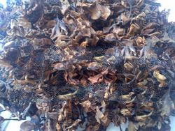 Dried Moringa flower, Jasmine flower, vertiver root and Masoia Bark at good price and quality