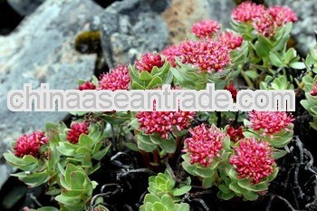 best quality Water soluble rhodiola rosea p. e. salidroside